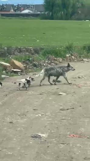 Dog sighting photo