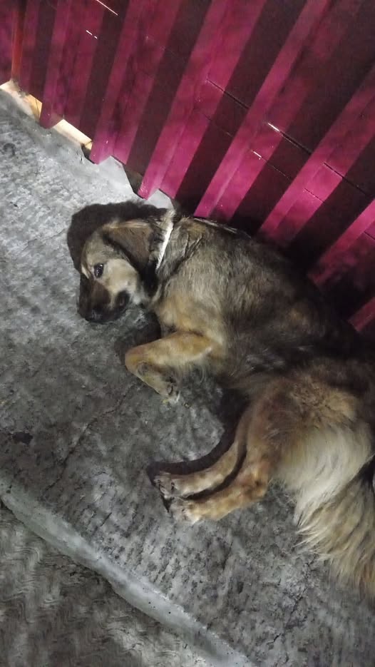 Foto del avistamiento de perro