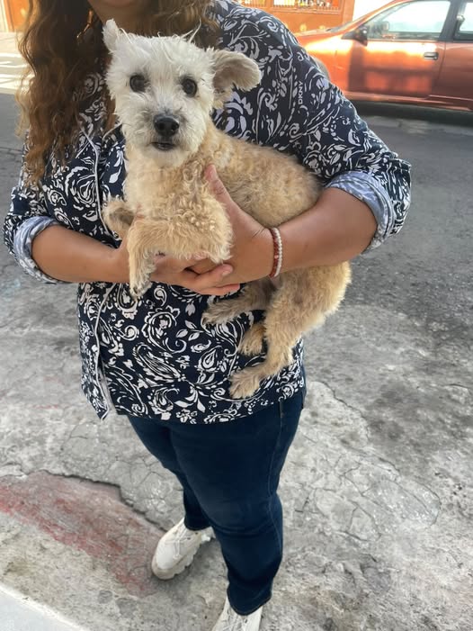 Foto del avistamiento de perro