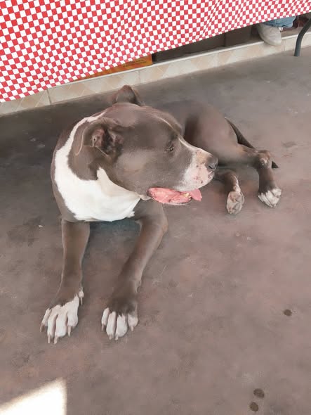 Foto del avistamiento de perro