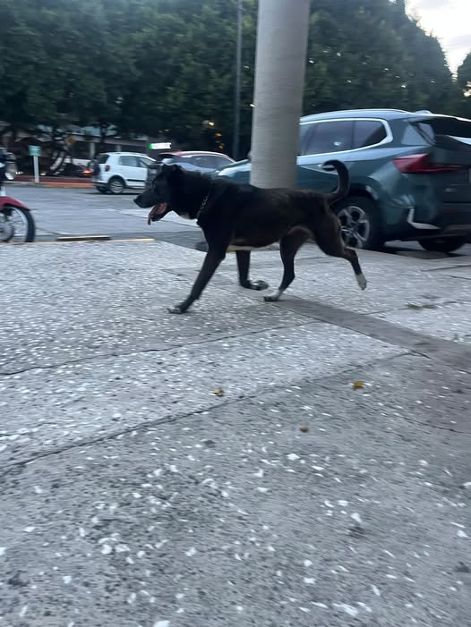 Dog sighting photo