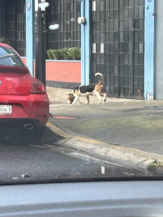 Dog sighting photo
