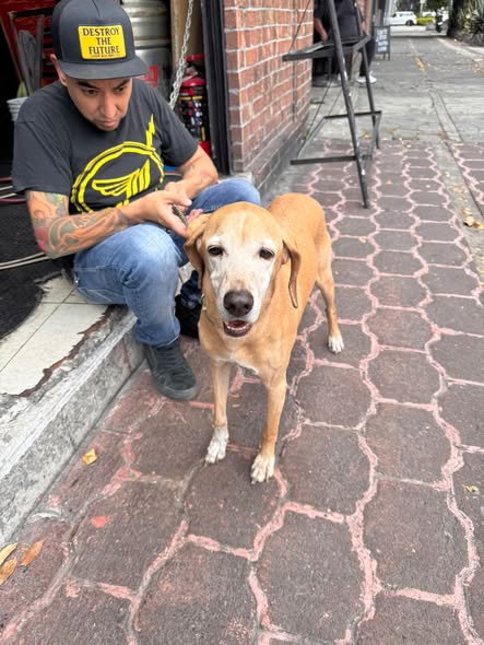 Foto del avistamiento de perro