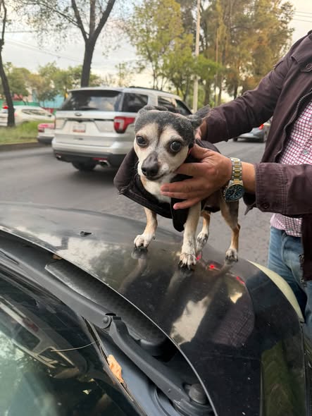 Foto del avistamiento de perro