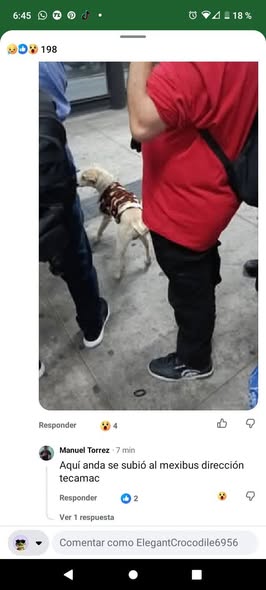 Dog sighting photo