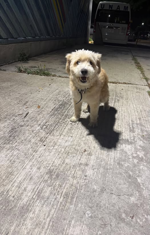Dog sighting photo