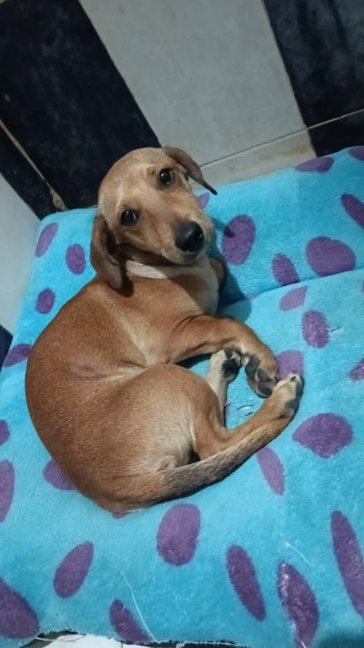 Foto del avistamiento de perro