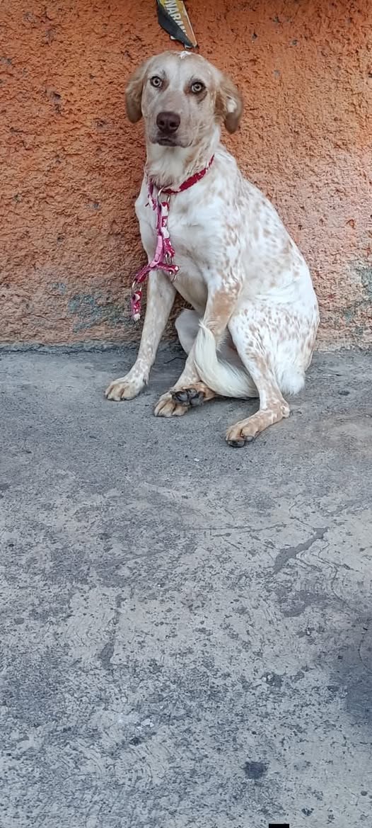 Foto del avistamiento de perro