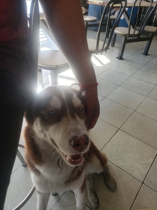 Foto del avistamiento de perro