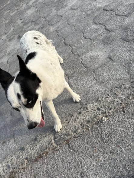 Foto del avistamiento de perro