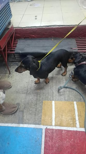 Dog sighting photo