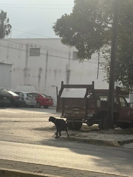 Foto del avistamiento de perro