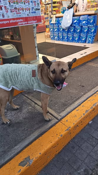 Foto del avistamiento de perro