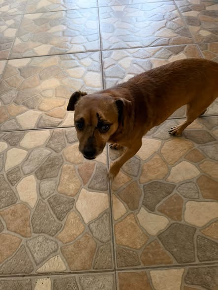 Foto del avistamiento de perro