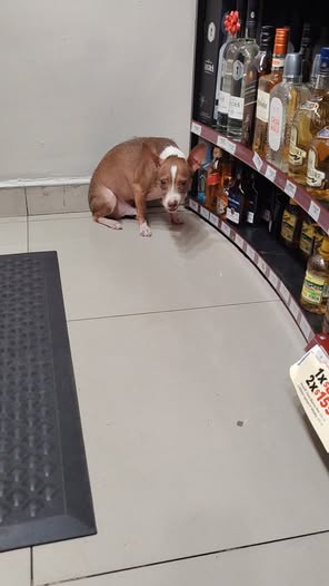 Foto del avistamiento de perro