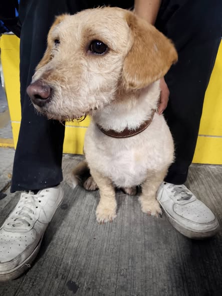 Foto del avistamiento de perro