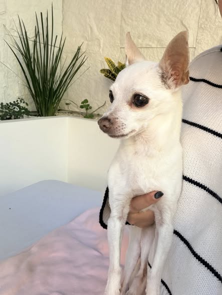 Foto del avistamiento de perro