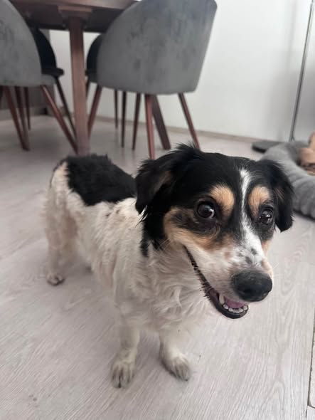 Foto del avistamiento de perro
