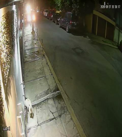 Dog sighting photo