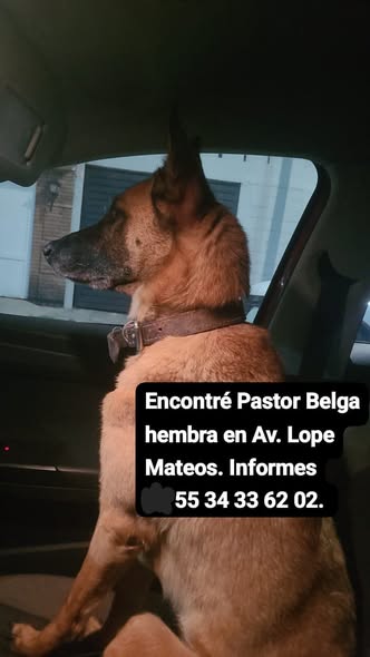 Dog sighting photo