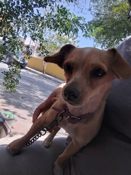 Foto del avistamiento de perro