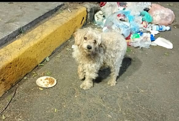 Dog sighting photo
