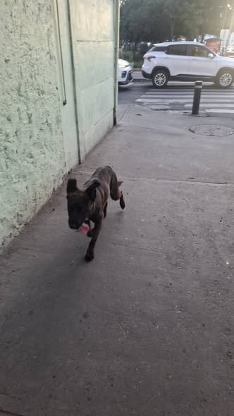 Foto del avistamiento de perro