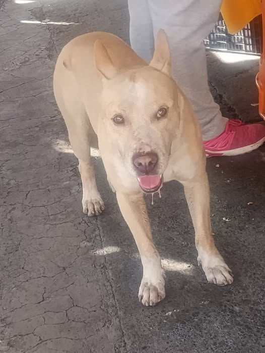 Foto del avistamiento de perro