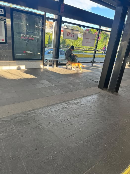 Dog sighting photo