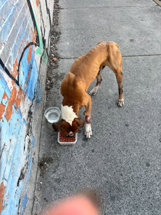 Foto del avistamiento de perro