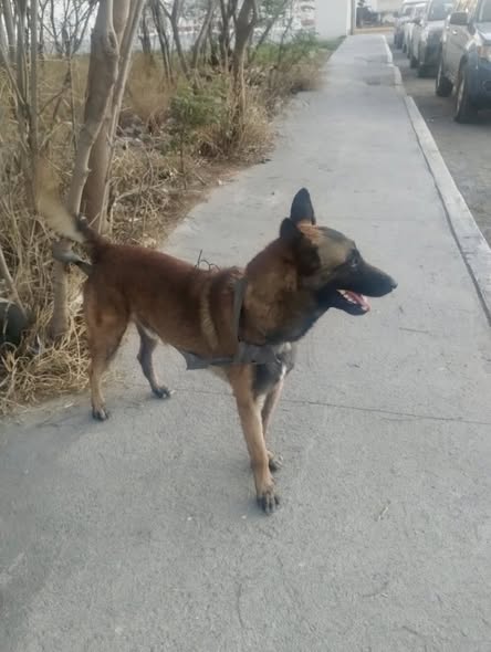 Foto del avistamiento de perro