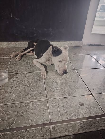 Dog sighting photo