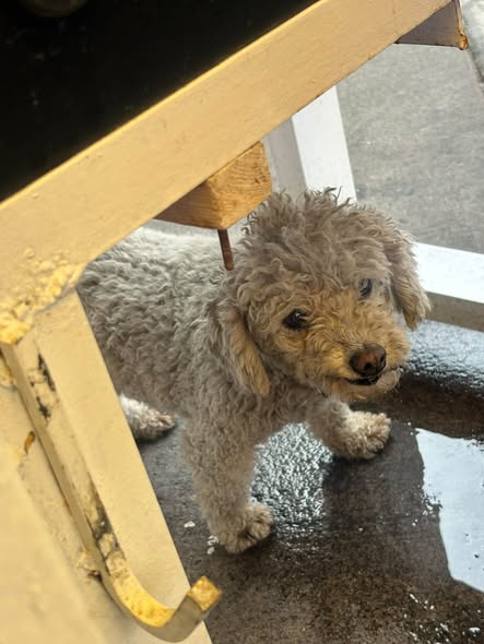 Dog sighting photo