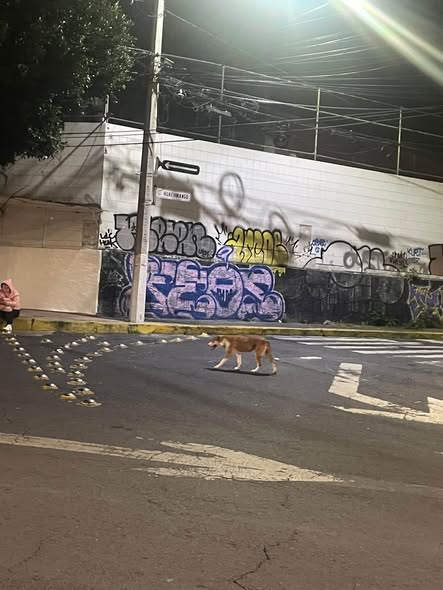 Foto del avistamiento de perro