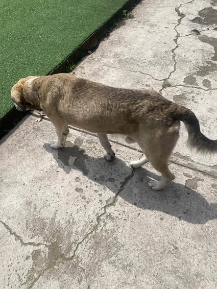 Dog sighting photo