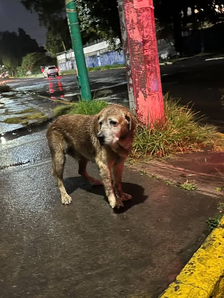 Foto del avistamiento de perro
