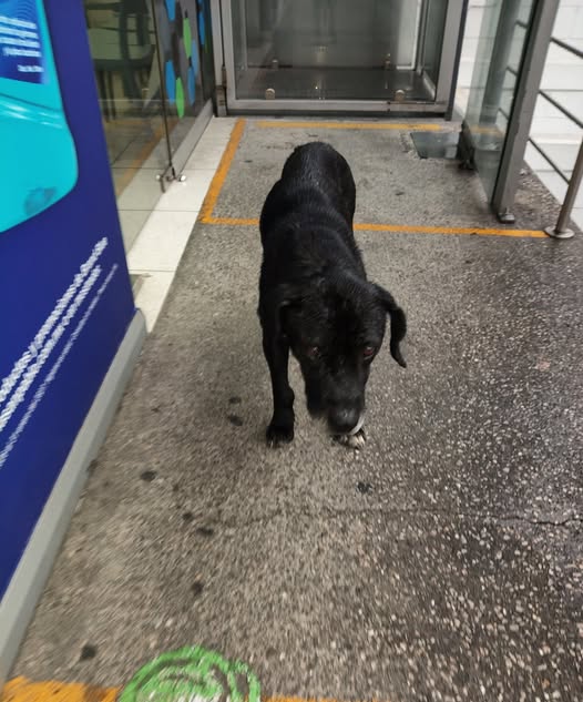 Foto del avistamiento de perro