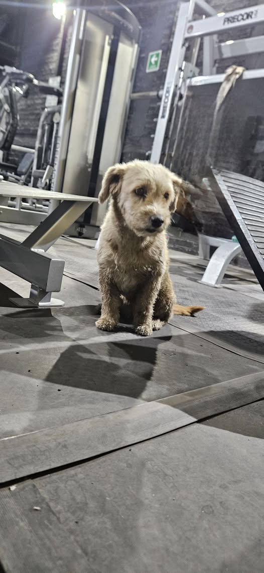 Foto del avistamiento de perro