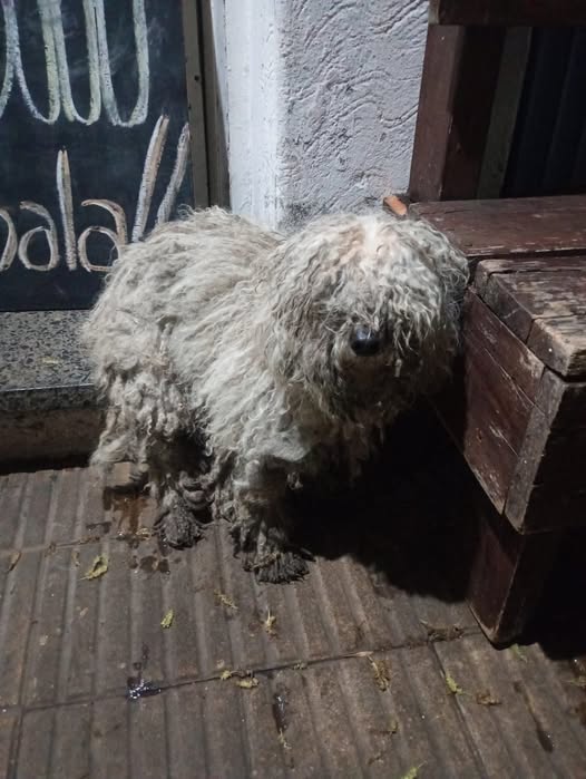 Foto del avistamiento de perro