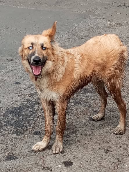 Foto del avistamiento de perro