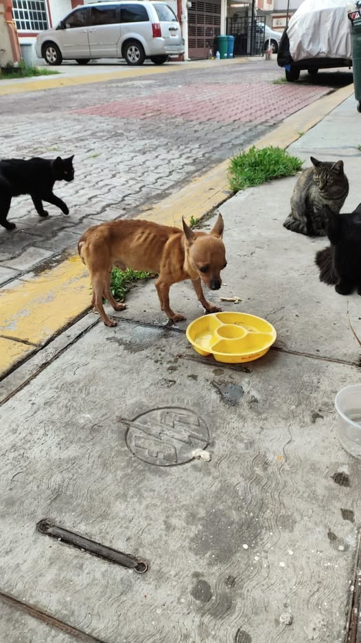 Dog sighting photo
