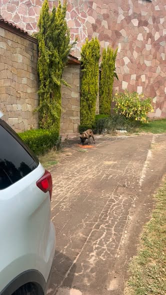Foto del avistamiento de perro