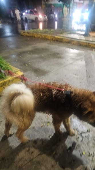 Foto del avistamiento de perro