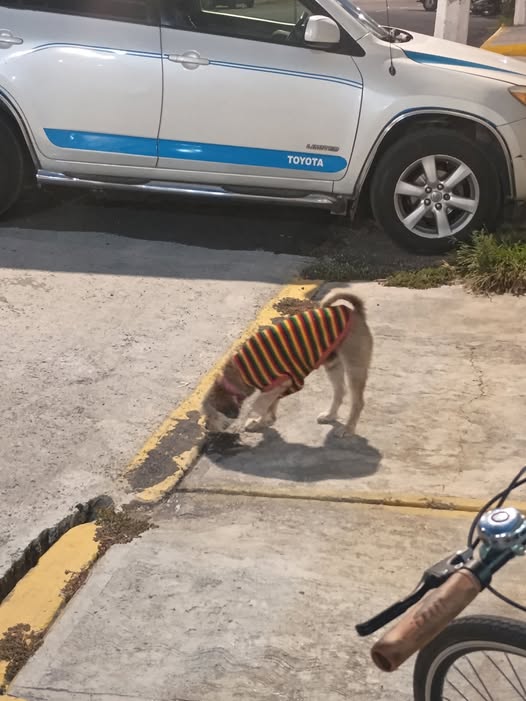 Dog sighting photo