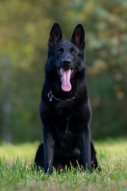 Dog sighting photo