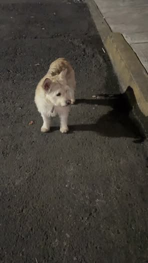 Foto del avistamiento de perro
