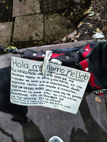 Dog sighting photo