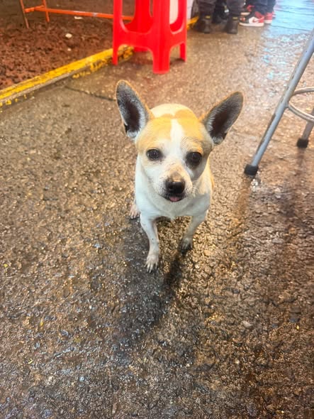 Dog sighting photo