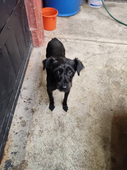 Dog sighting