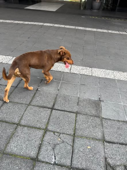 Dog sighting photo